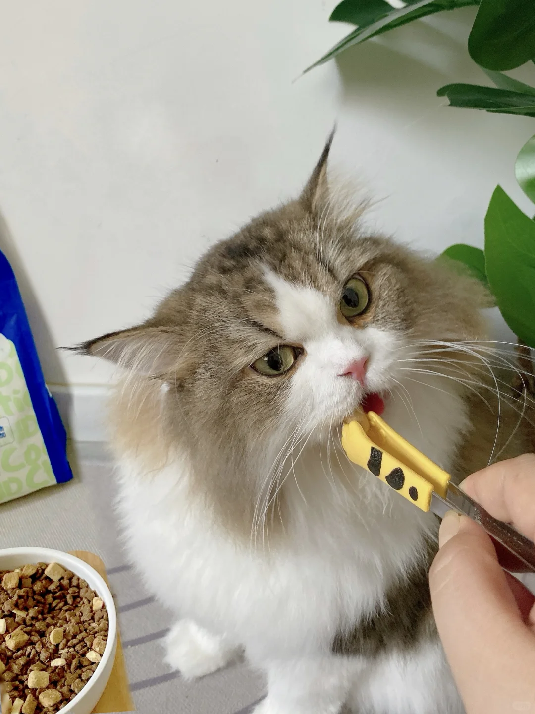 养猫真的不贵……