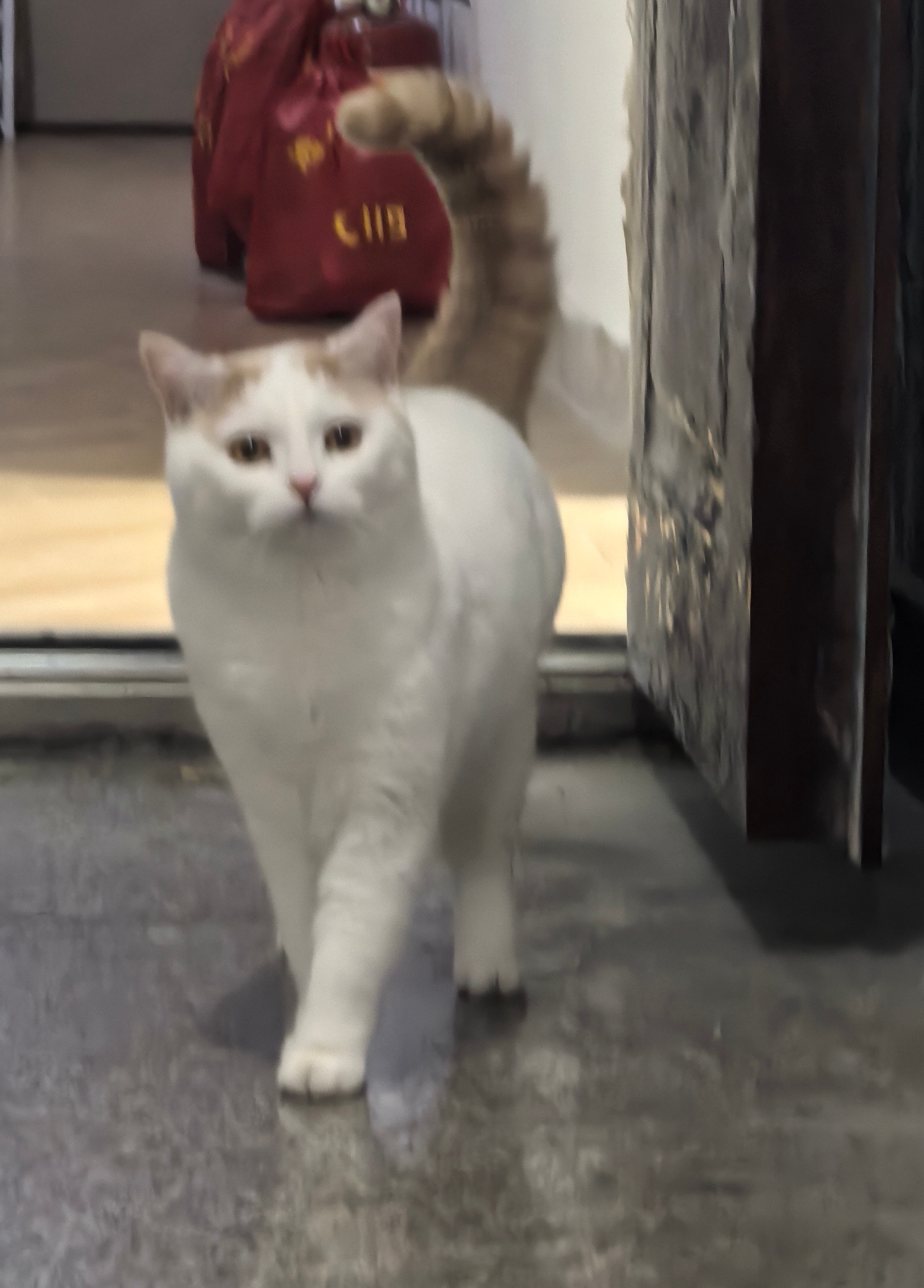 我们元宝真是世界上最好的小猫了粽糖和元宝