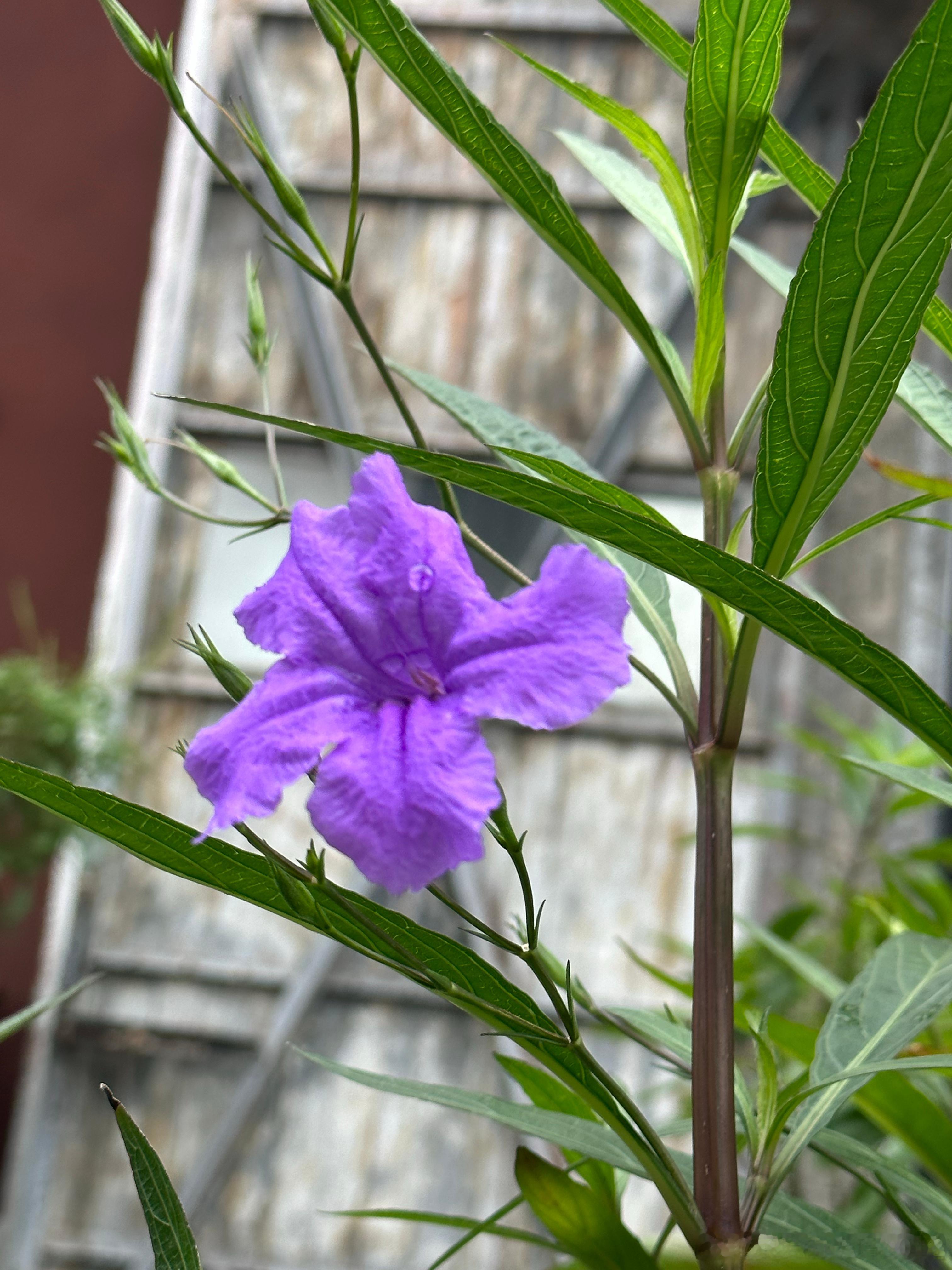 翠芦莉，又叫蓝花草。 