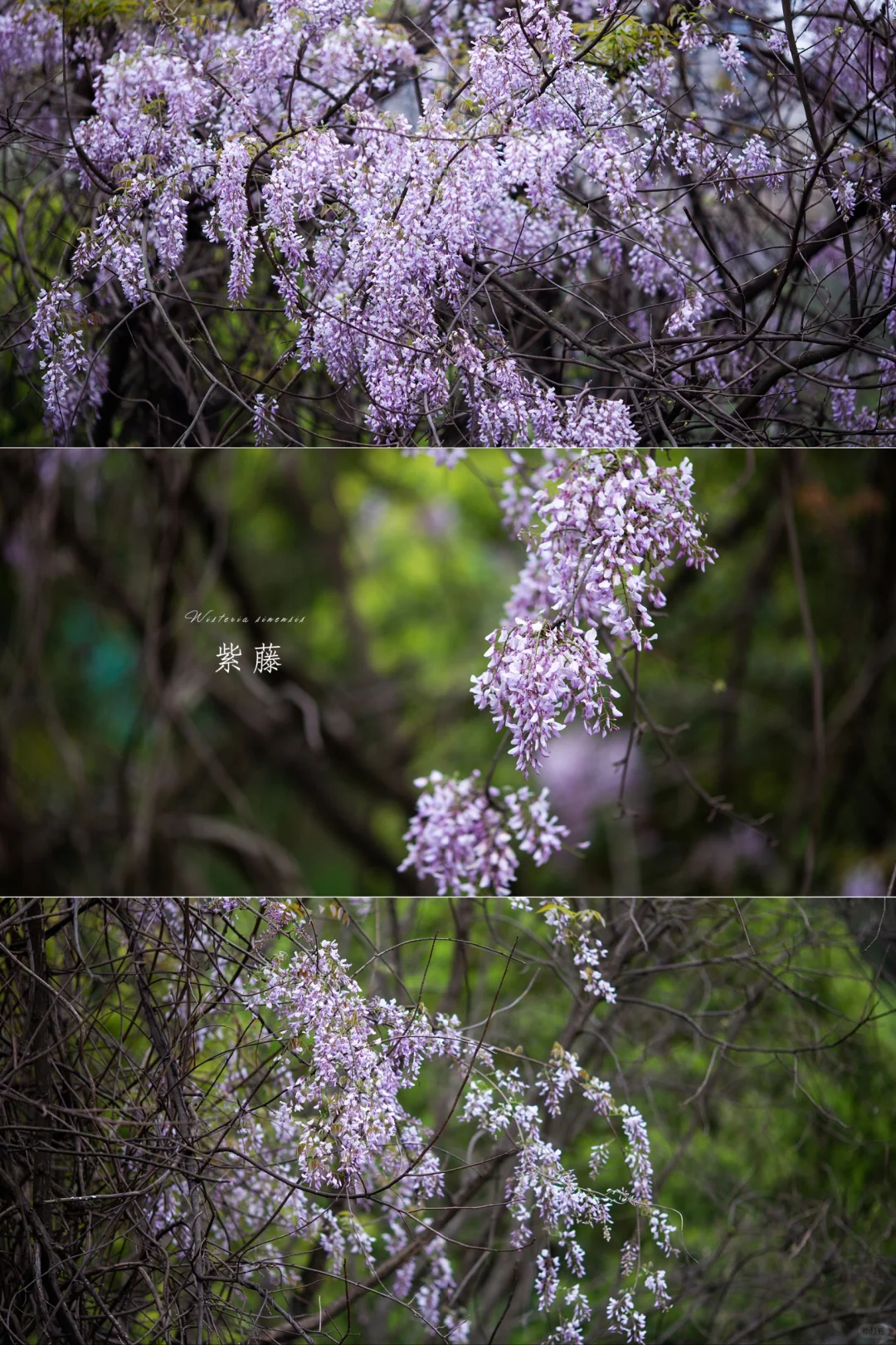 紫藤花这样拍|植物美学摄影