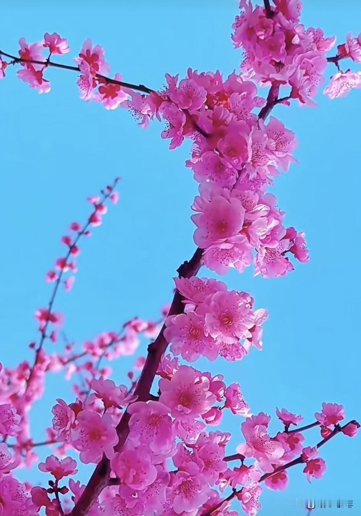春有约，花不误，岁岁如此，
永不相负。愿你在这个春天，
遇见更好的自己，
活成最