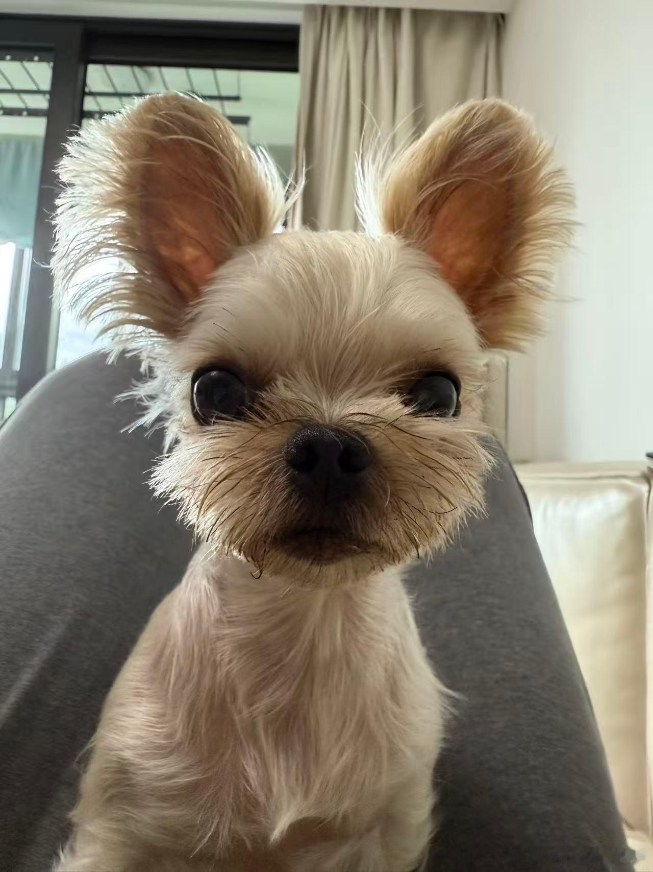 给大家看看我的修🐶 可爱不 杭州·杭州维景国际大酒店