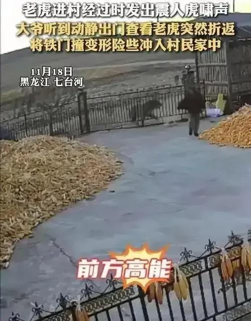 无知者无畏，这个大爷是真虎啊！
东北这个大爷听说村里来了一头东北虎，竟然推开院子