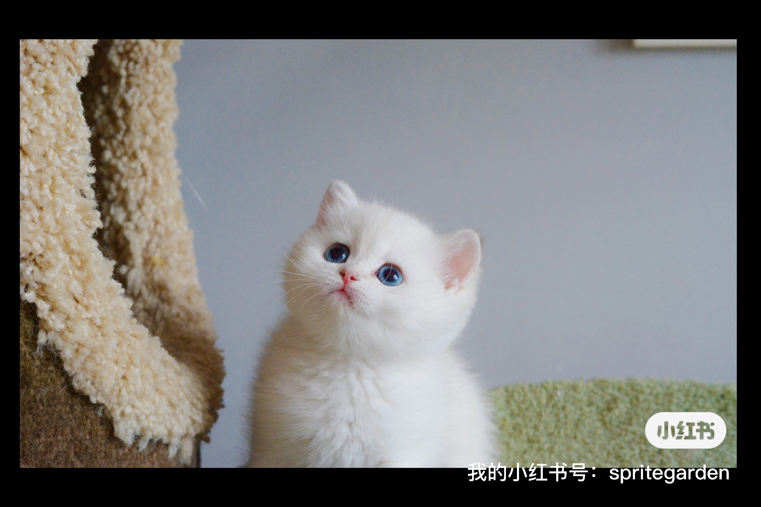 现猫找家[心]颜色超级干净的金点女孩性格活泼粘人猫型人体挂件本猫没错啦叠肠胃好不