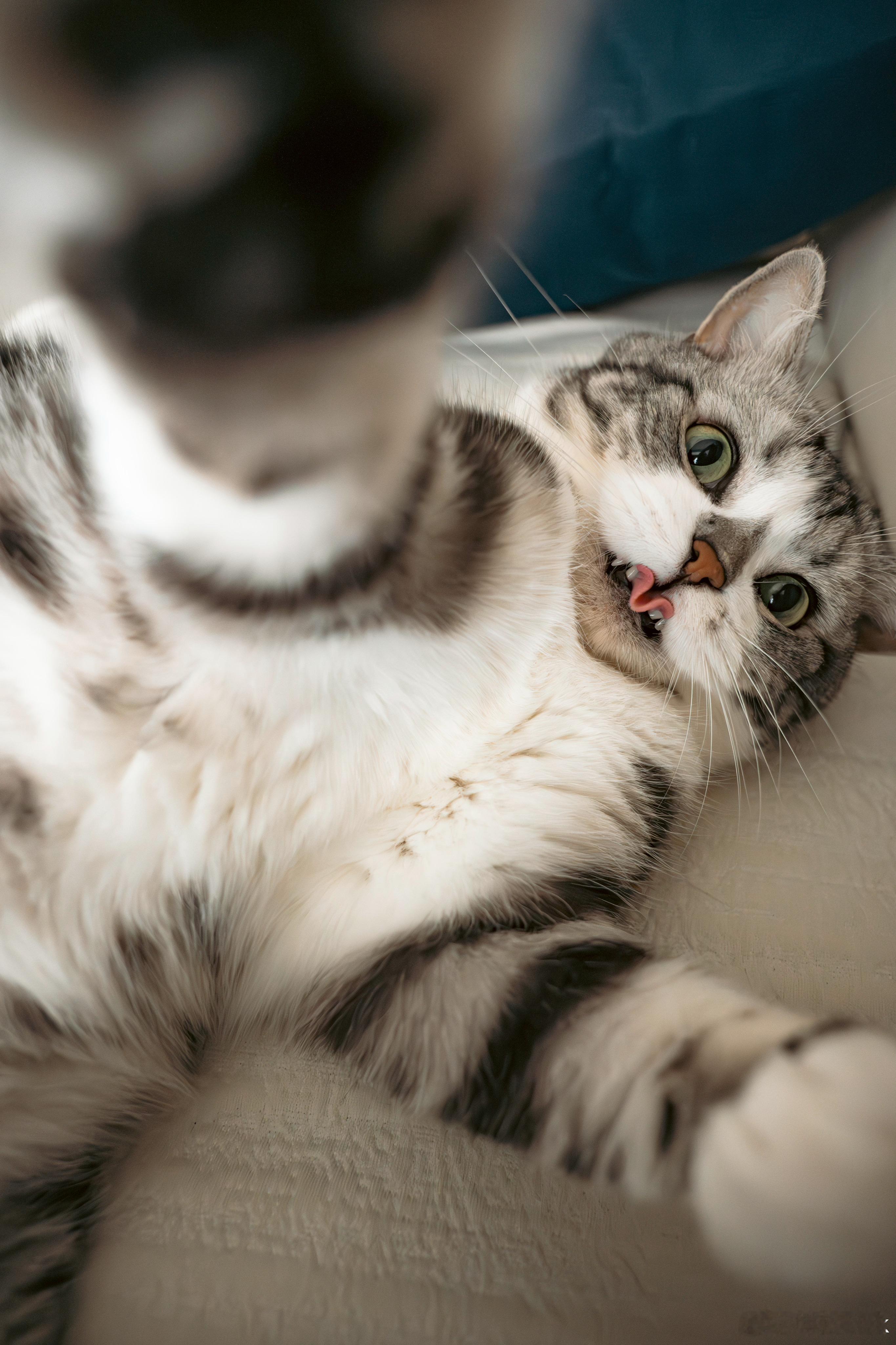 Morty的猫生照片+1 