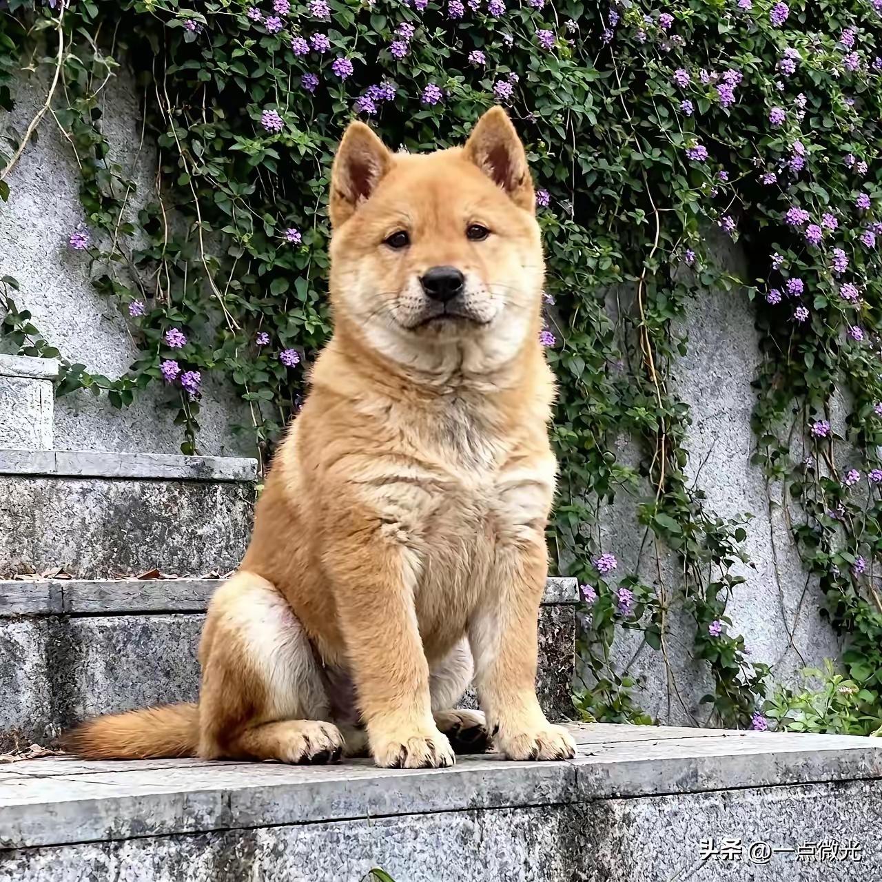 昨天，我家狗从三楼阳台摔下去了。
 
我疯了似的往楼下冲，脚上就穿了一只拖鞋。看