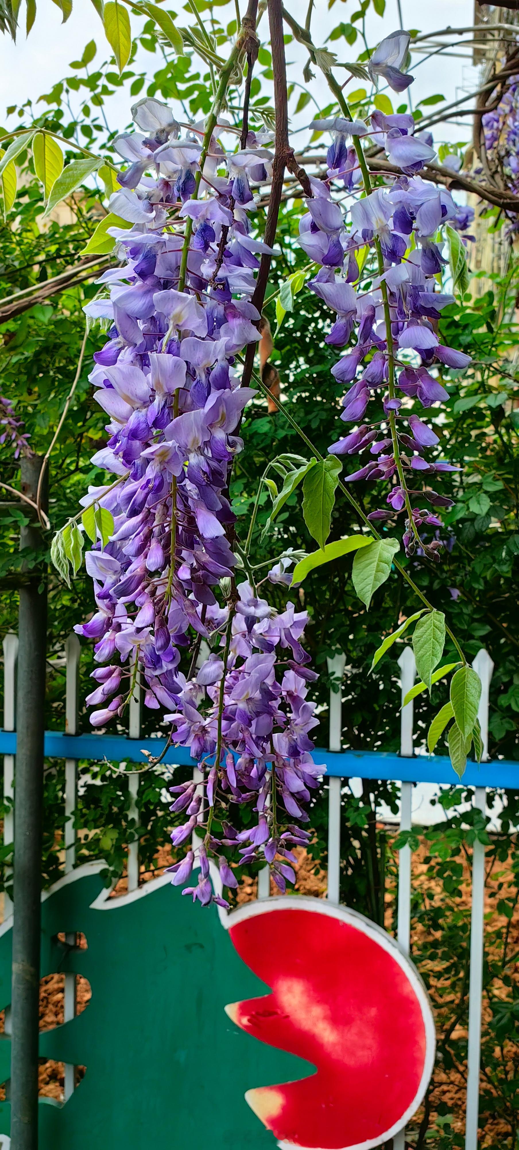 紫藤挂云木，花蔓宜阳春。密叶隐歌鸟，香风留美人。（家里六号院的紫藤，2020年4