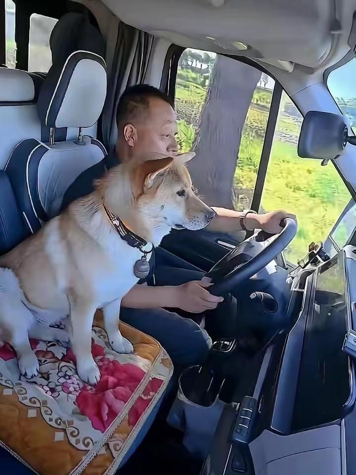黑龙江的货车司机小张离婚之后一个人跑长途，在服务区顺手给一只流浪狗喂了半个包子，
