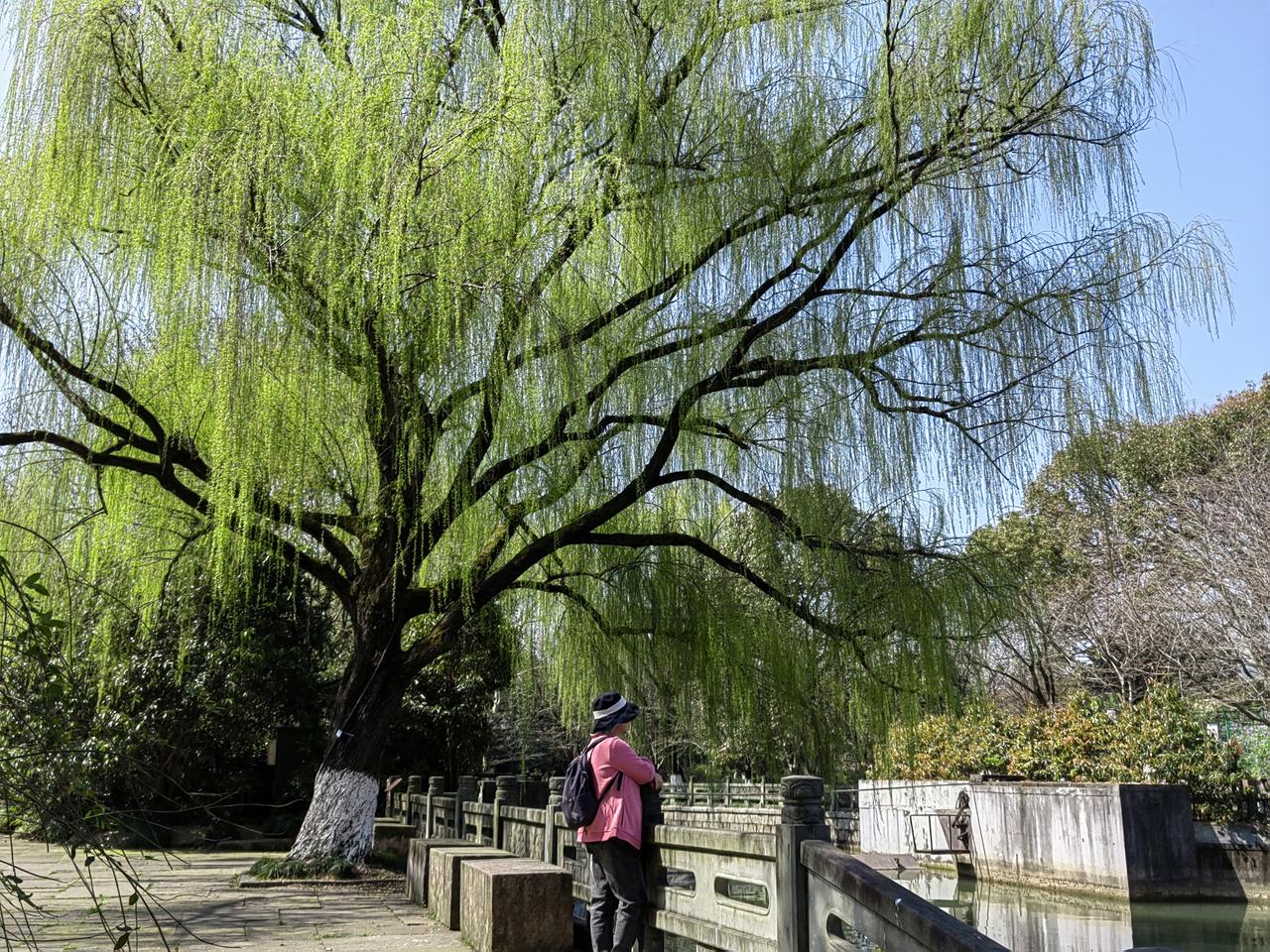 凭窗环顾白云飘，
岸柳随风影自摇。
尘念浮名花事去，
闲居清夏绝烦嚣。