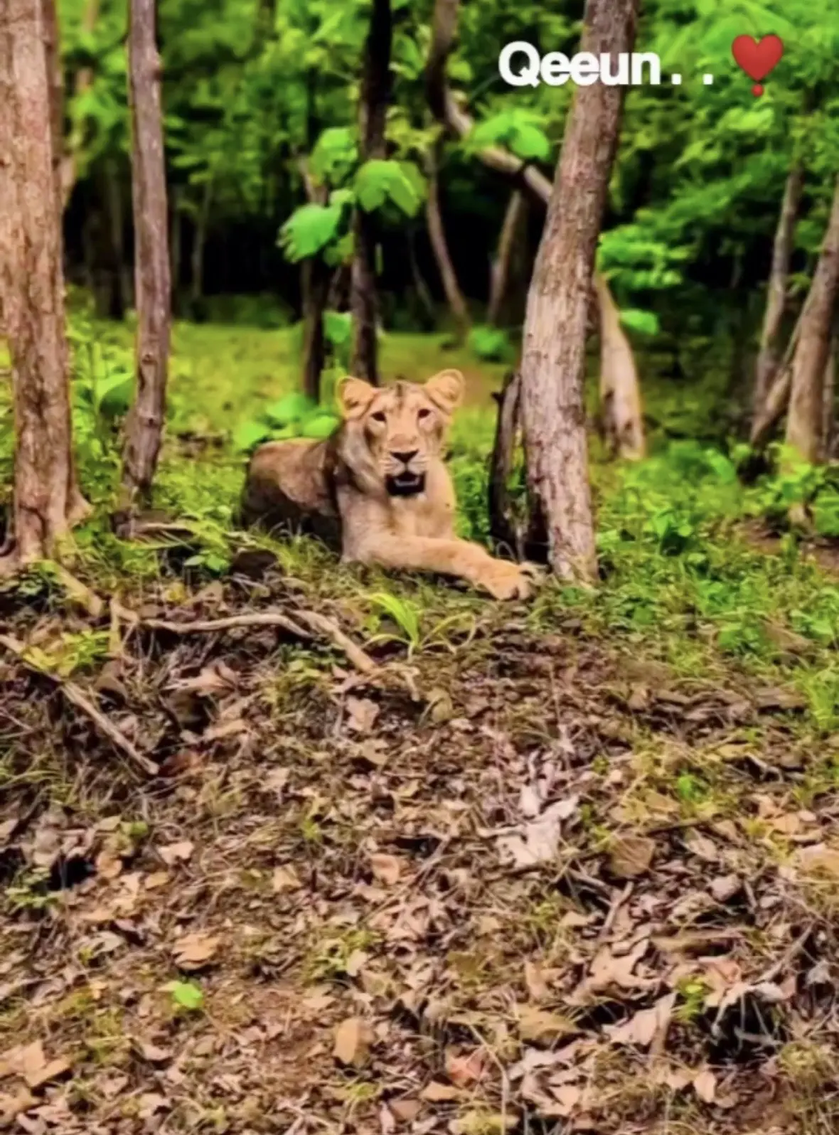 古吉拉特邦的一位狮迷每年都会细心把。自己拍下的照片整理成相册，狮迷牧民...