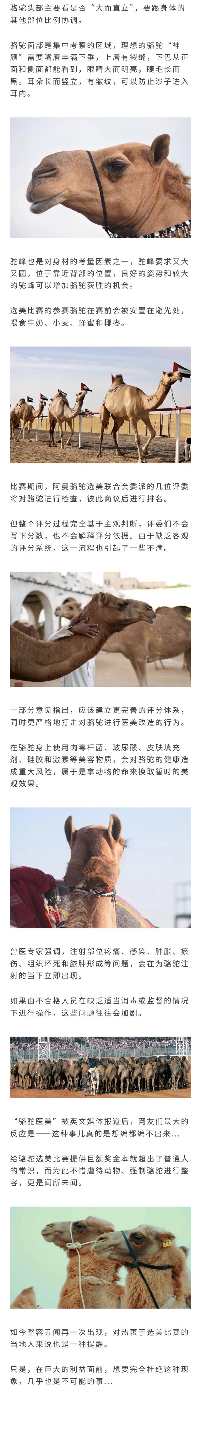 骆驼选美比赛爆出丑闻，20只骆驼因为整容而被取消参赛资格... 