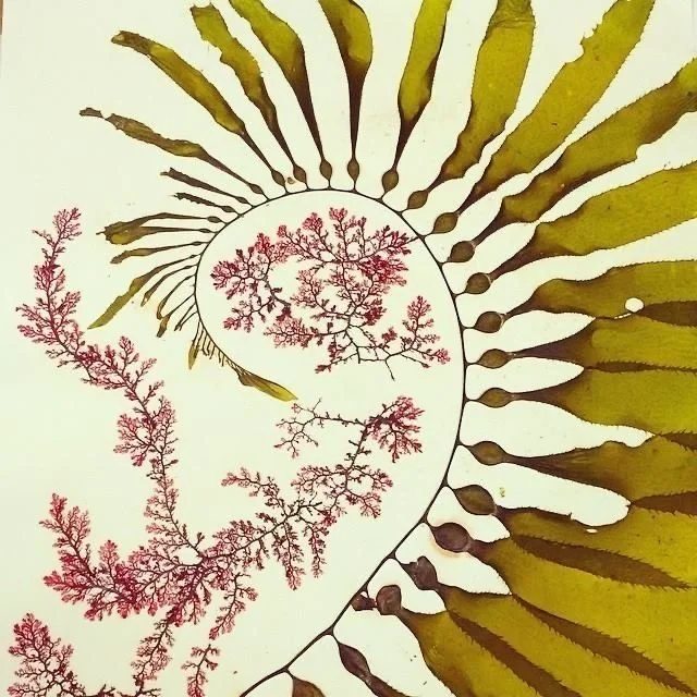 Chinese Concept of an Organ