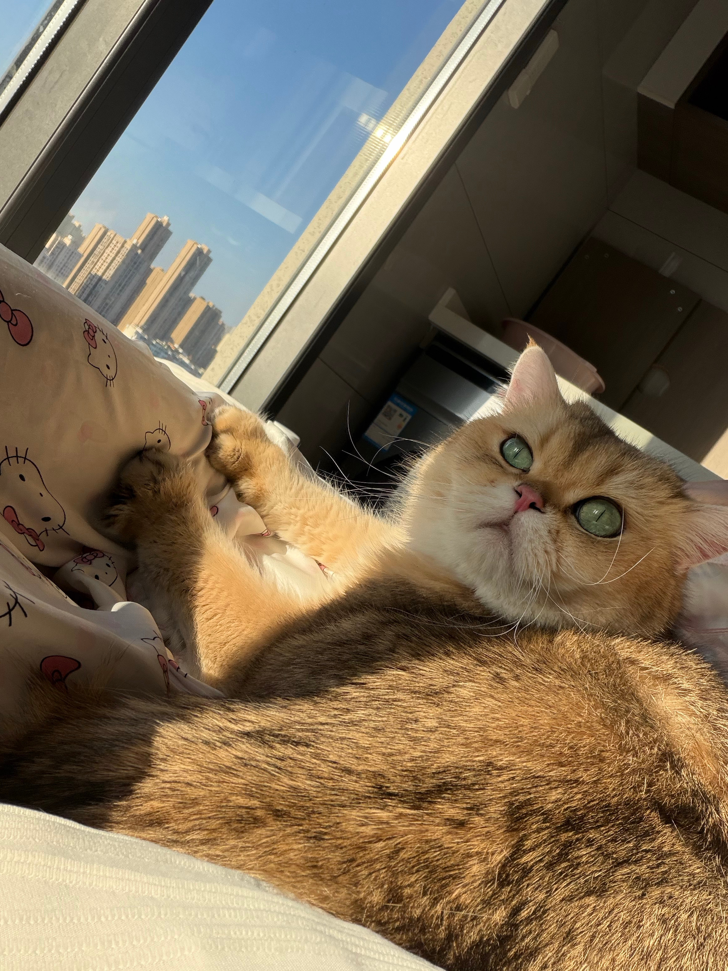 爱晒太阳的小猫咪一枚哟 ​​​