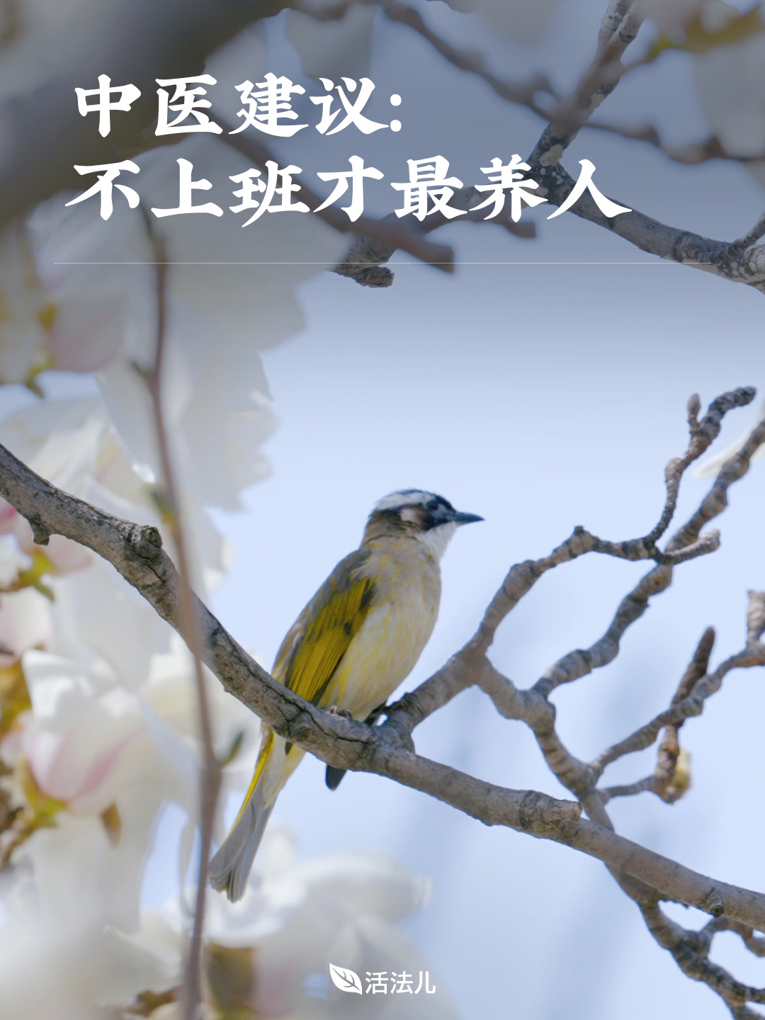 中医建议：不上班才最养人