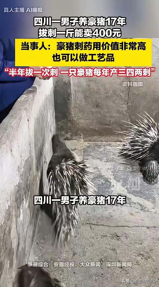 “开眼界了！”四川内江，一男子养了17年豪猪，他不做别的，就靠拔豪猪刺卖钱，每斤