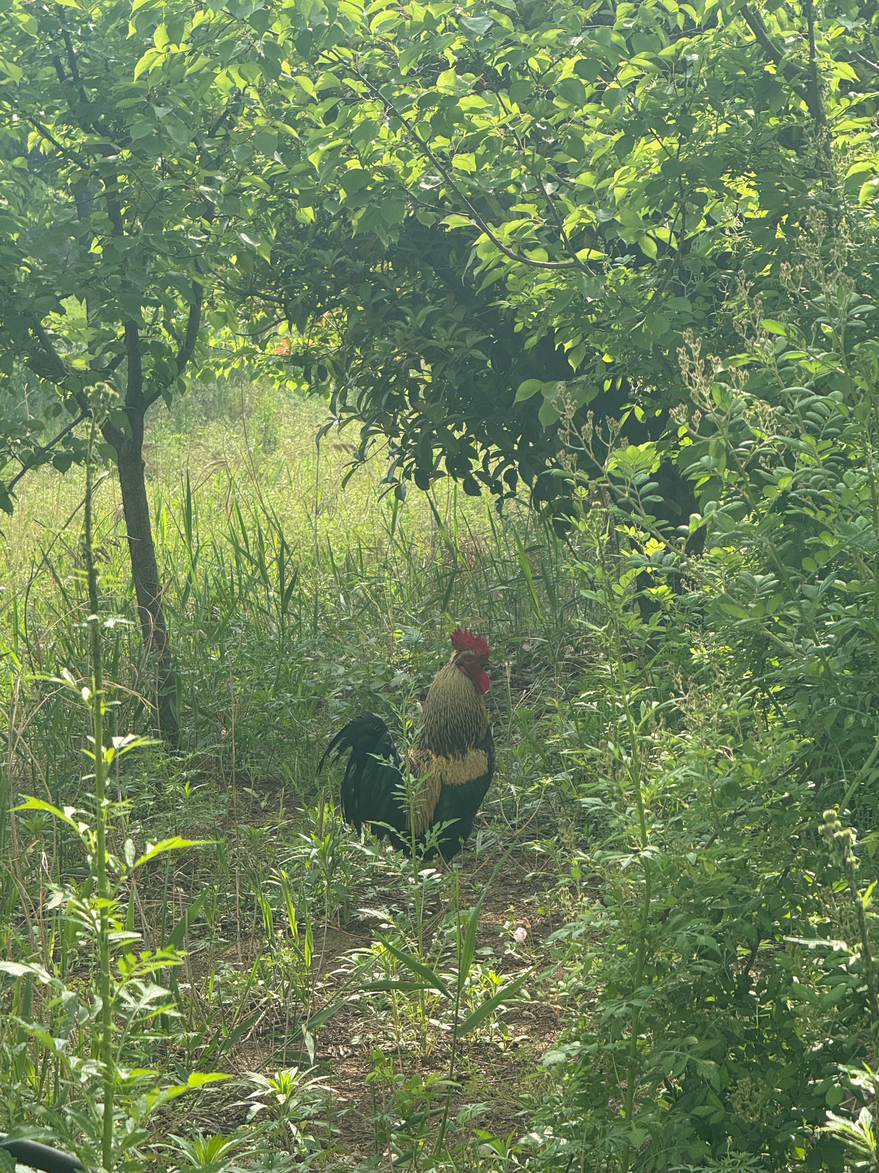 看到鸡就想抓，综艺里面天天抓鸡已经看魔怔了