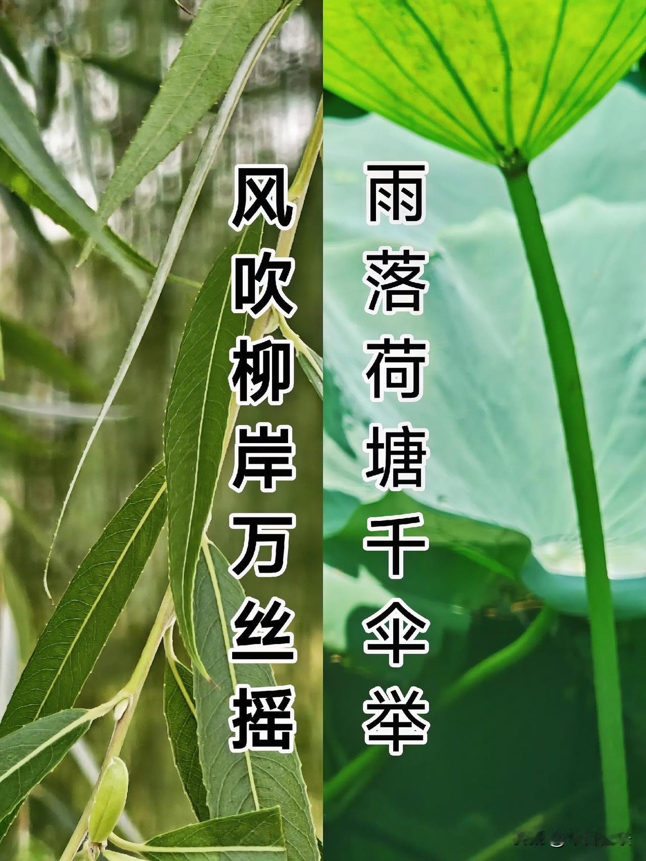 雨落荷塘千伞举
风吹柳岸万丝摇
 
右侧荷叶亭亭撑开，恰似翠伞高擎；左侧浓夏垂柳