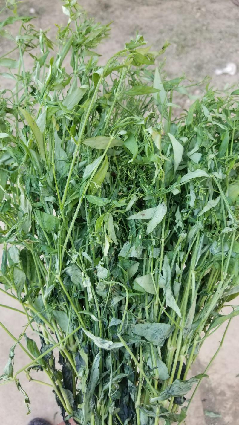 中医中药 | 专业科普 | 植物科普穿心莲，作为中医药领域的“清热卫士”，是爵床