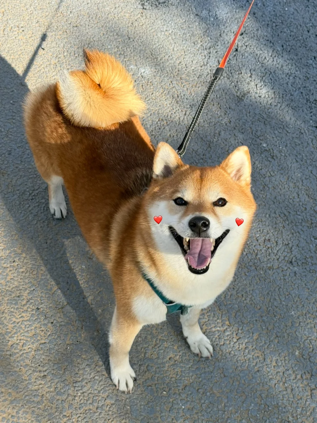 晒太阳就开心成这样