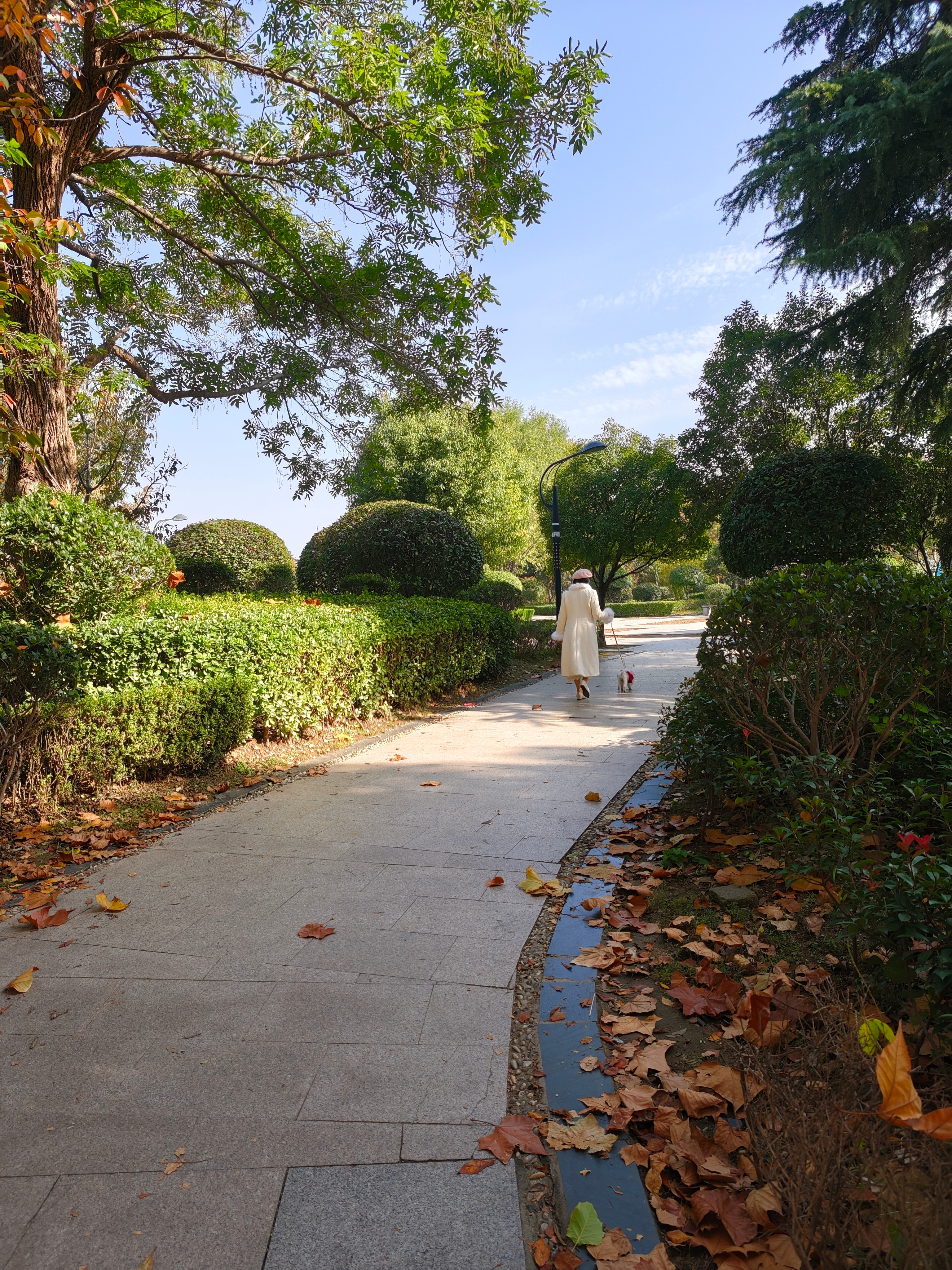 大学里的景色还是很不错的，有一个洋装遛狗的小姐姐，让萧瑟秋风多了一丝俏皮～ ​​