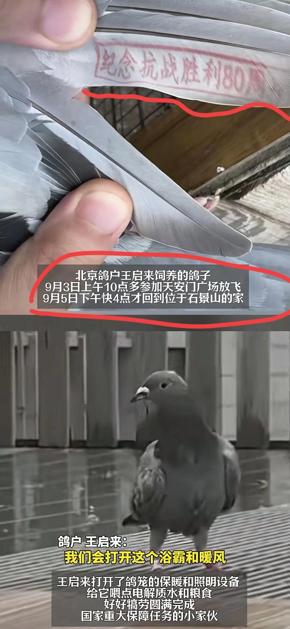 北京鸽户王启来家的“磨叽鸽”彻底火了！20公里路，别家鸽子半小时搞定，它愣是飞了