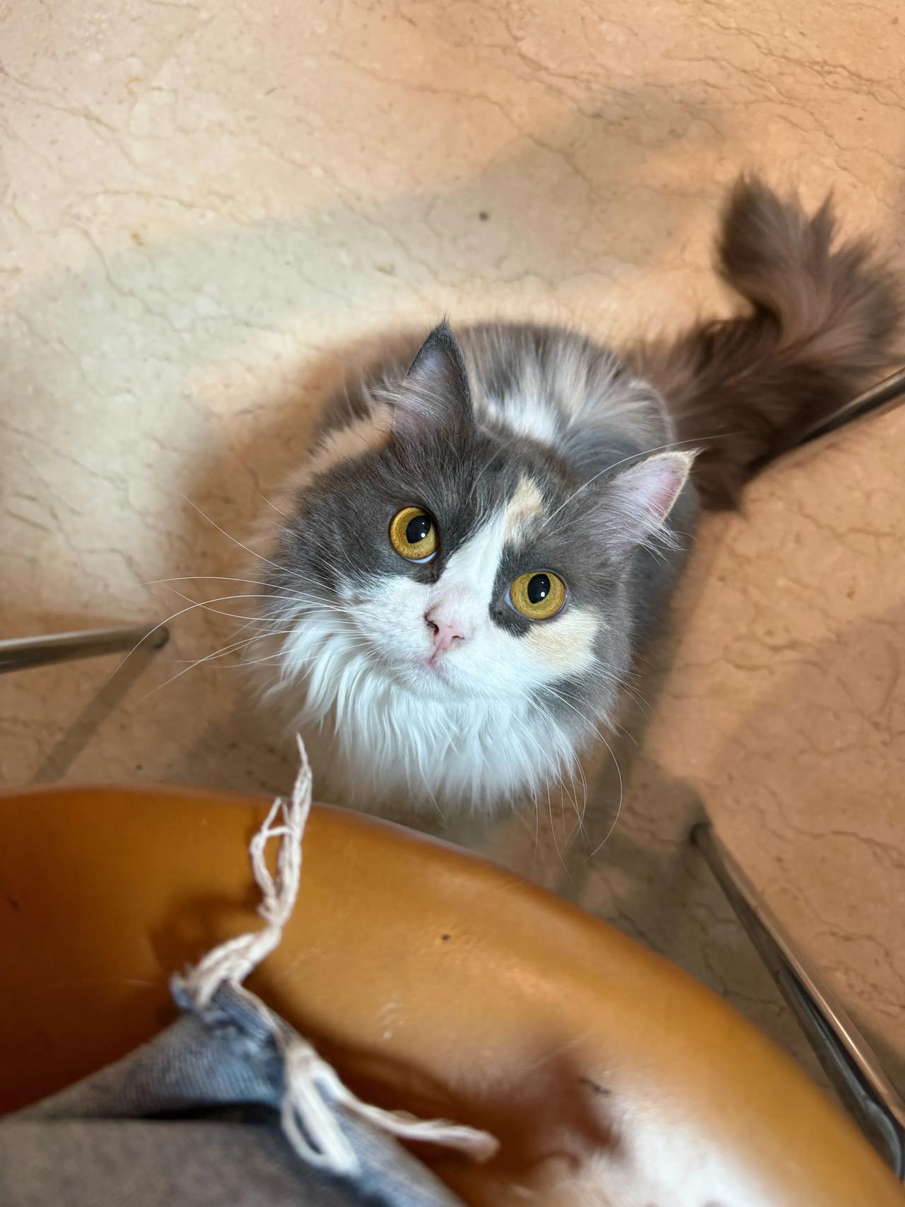 三脚猫耳朵痒挠不到怎么办？我有奶奶！
#萌宠# #猫咪#