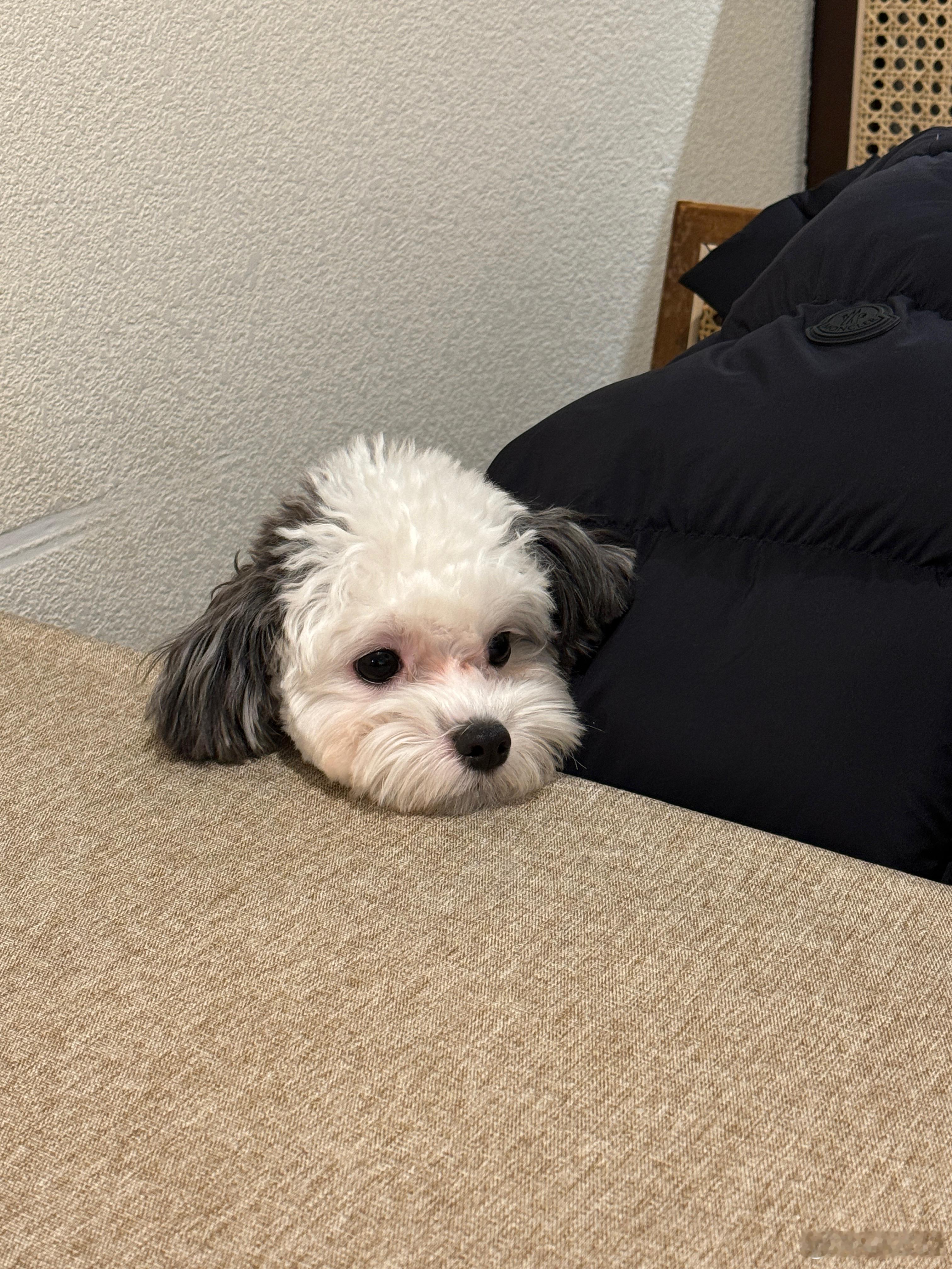 我的小狗真的太可爱了  ​​​