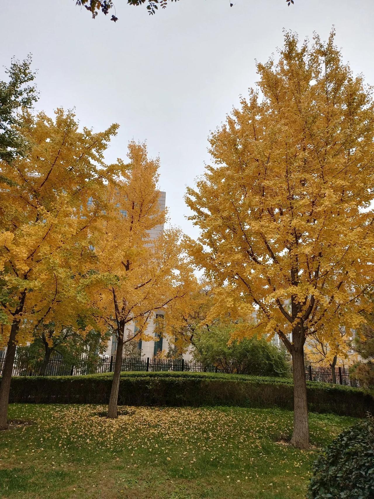 卜算子   晚秋
文/李耀海
阡陌菊花黄，河岸芦花皎。
遍岭枫红似彩霞，叶叶枝头