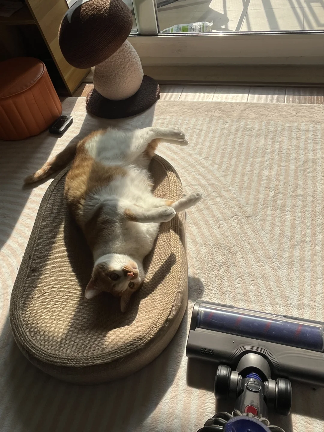 怎么有这么会撒娇的小猫咪啊