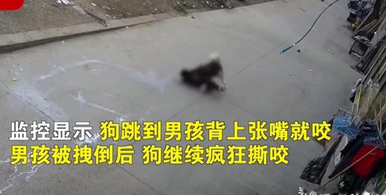 浙江丽水，一名9岁的男孩，出门买东西。突然，不知哪里蹿出来一只70多斤重的阿拉斯