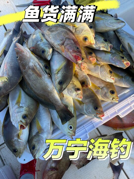 万宁海钓🎣今日收获