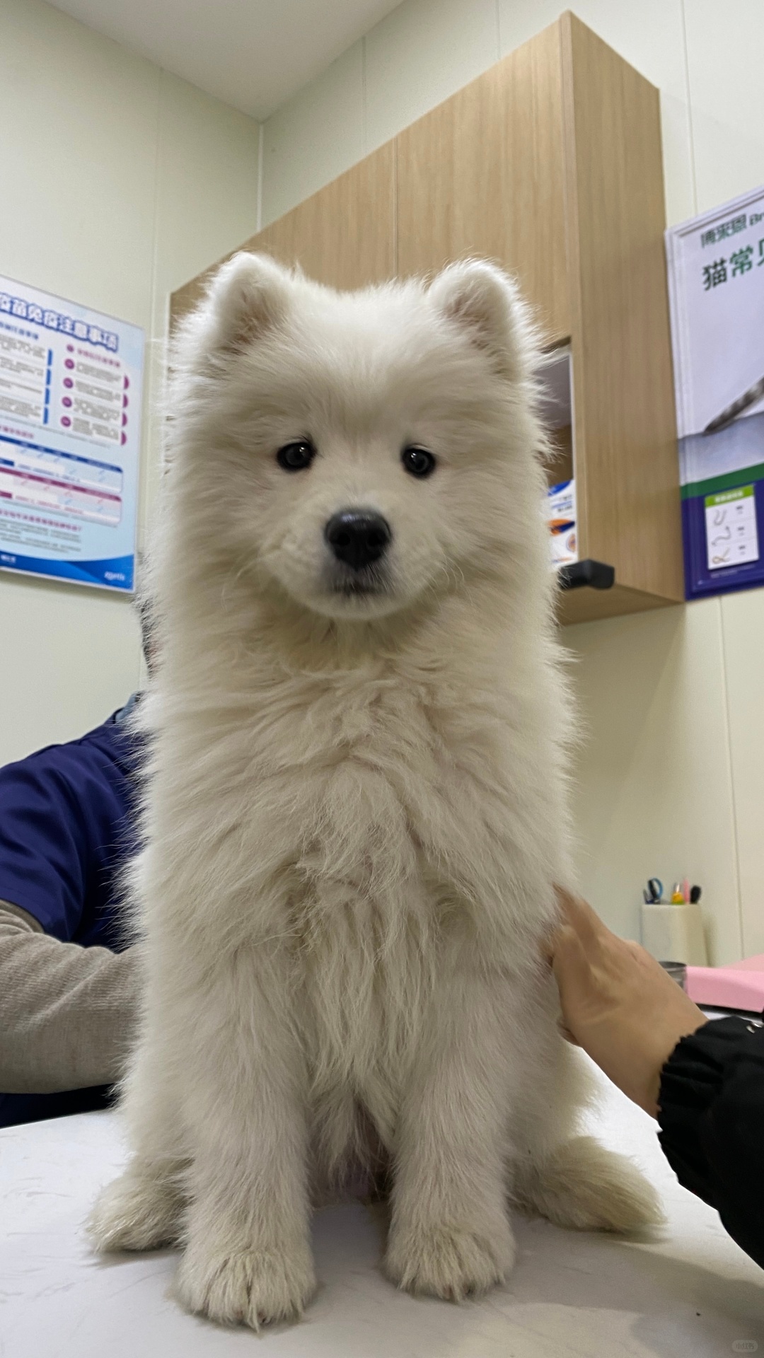 我是耶耶，请鼓励一下我，我马上要打针了 