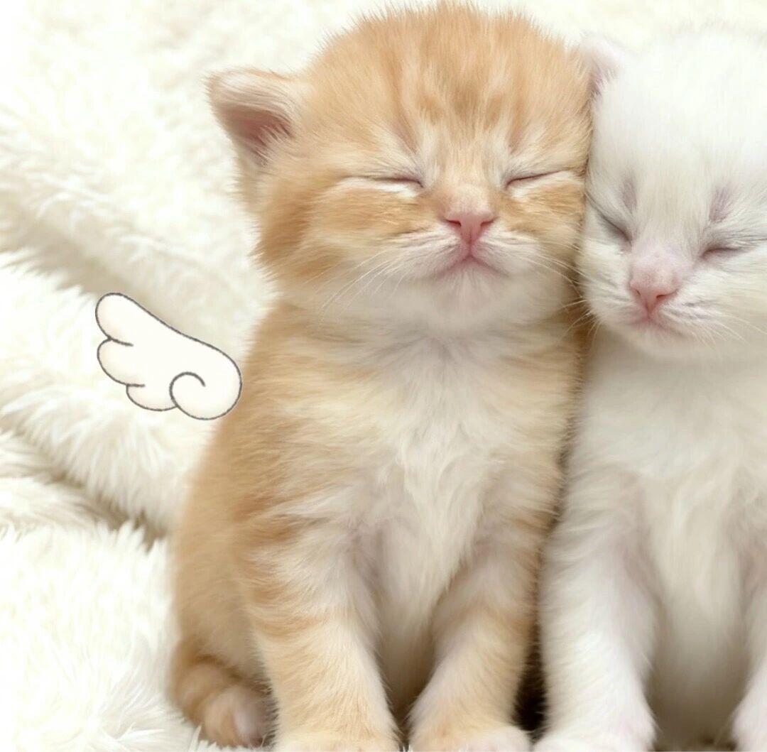 小猫  头像对对碰 