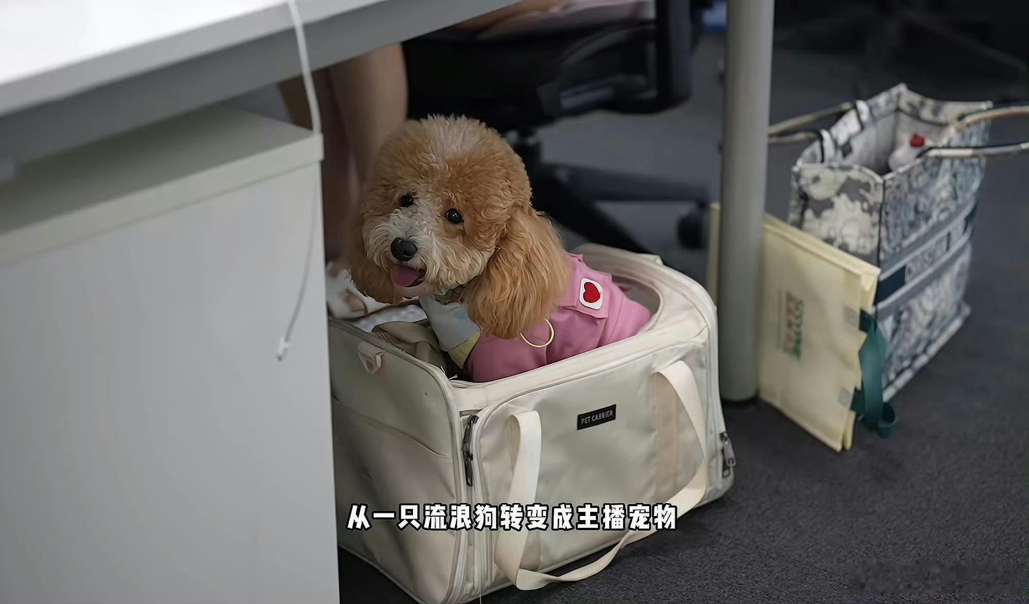 其实作为一个养宠家庭，我平时买粮也喜欢看一些直播间宠物也爱吃的，毕竟小狗不会说谎