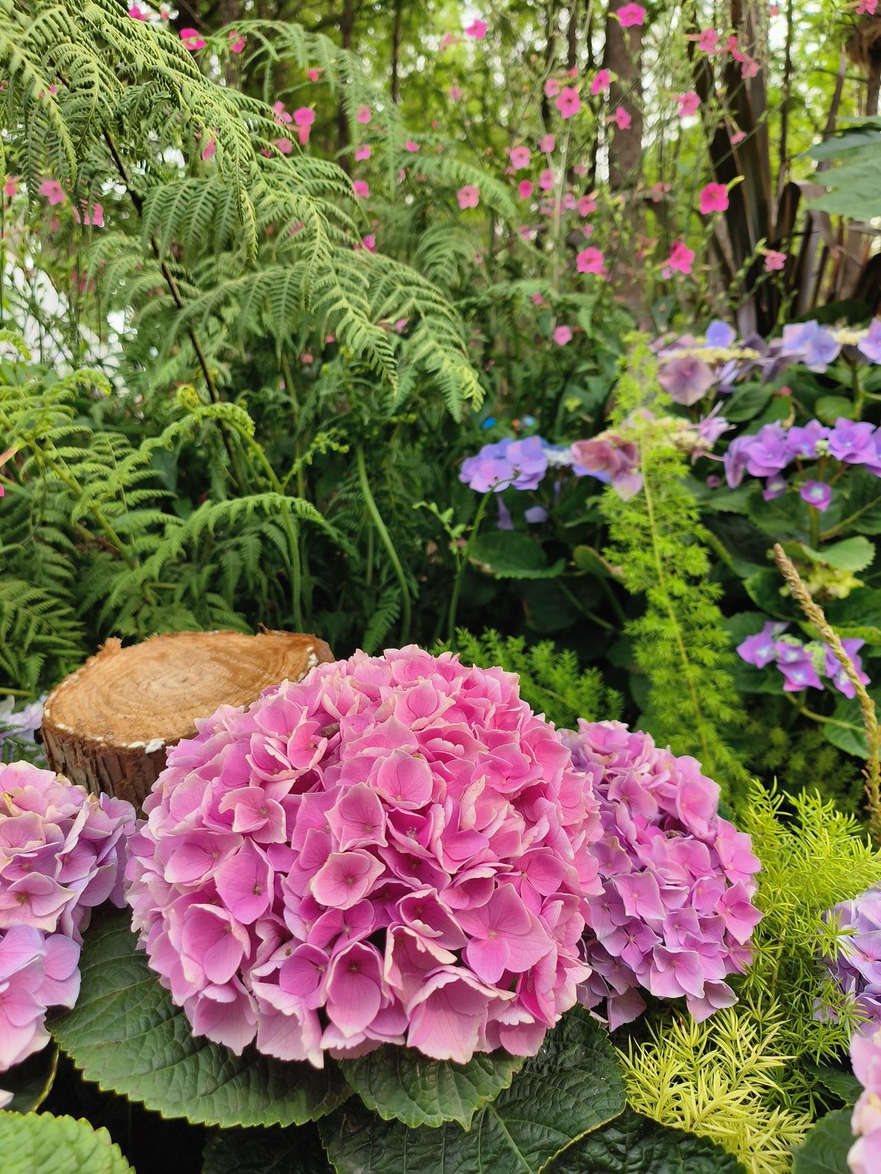 2026上海国际花卉节——
第二站，这周日准备去前滩
🌸卉聚前滩里…现在先来