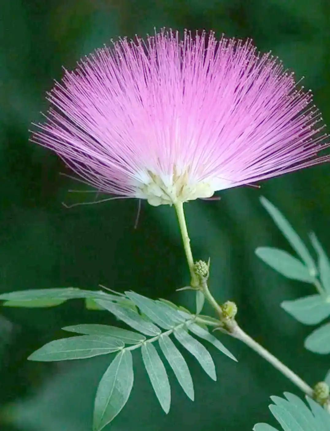 愿得一人心，白首不分离，难啊，有多少人在凑合？婚姻是妥协的结果。