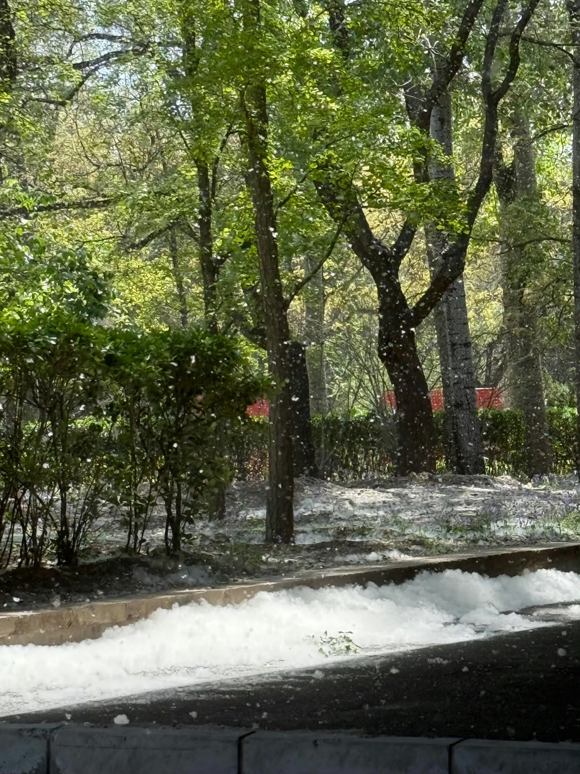 官方回应为什么不能把杨柳树都砍了说实话，我很爱玩户外可北京的好天气太少了现在春天