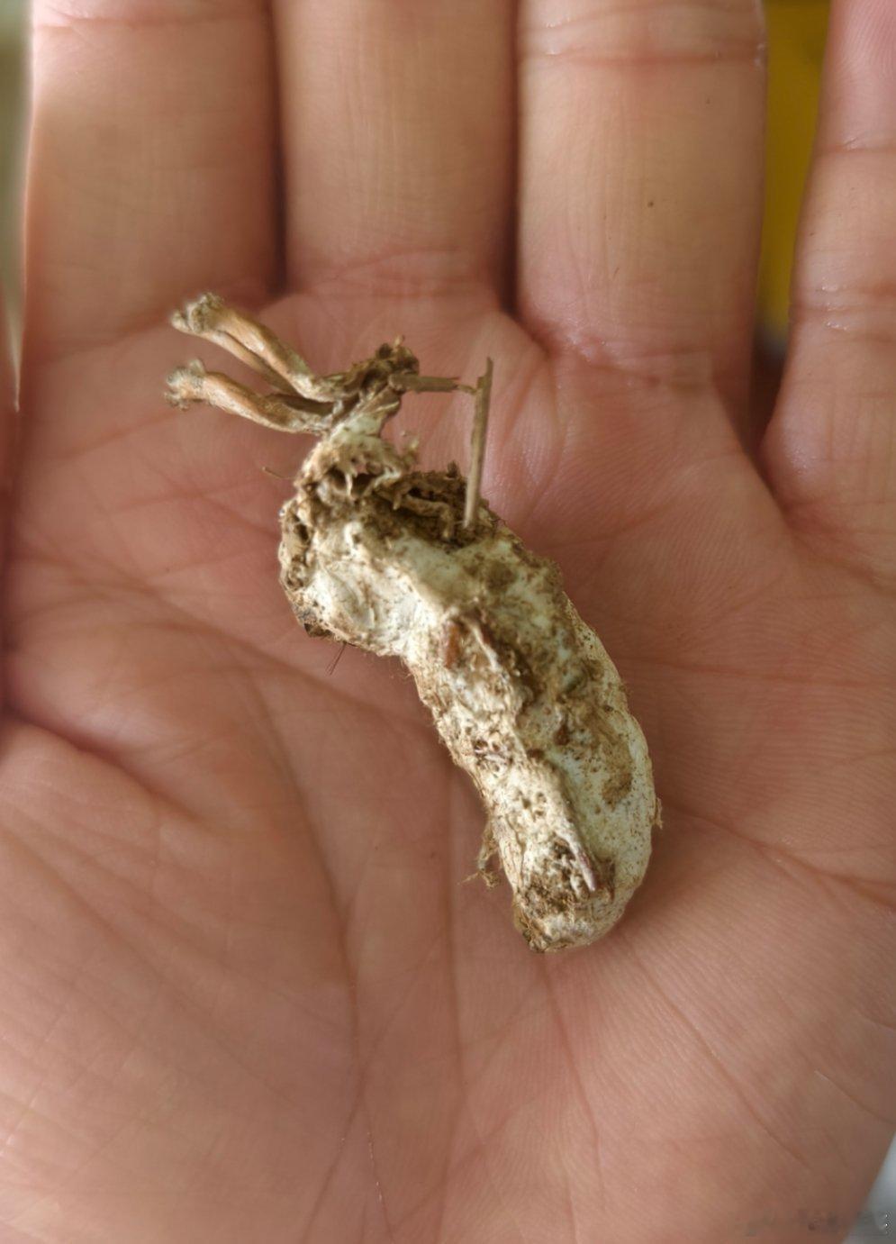 这个听说比冬虫夏草还珍贵，听说巨补，听说不知道是不是真的，我先替兄弟们试试[do