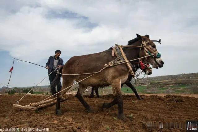 生产队时期，人们为何对养骡子情有独钟呢？
骡子有两种类型。一种是马骡，由公驴和母
