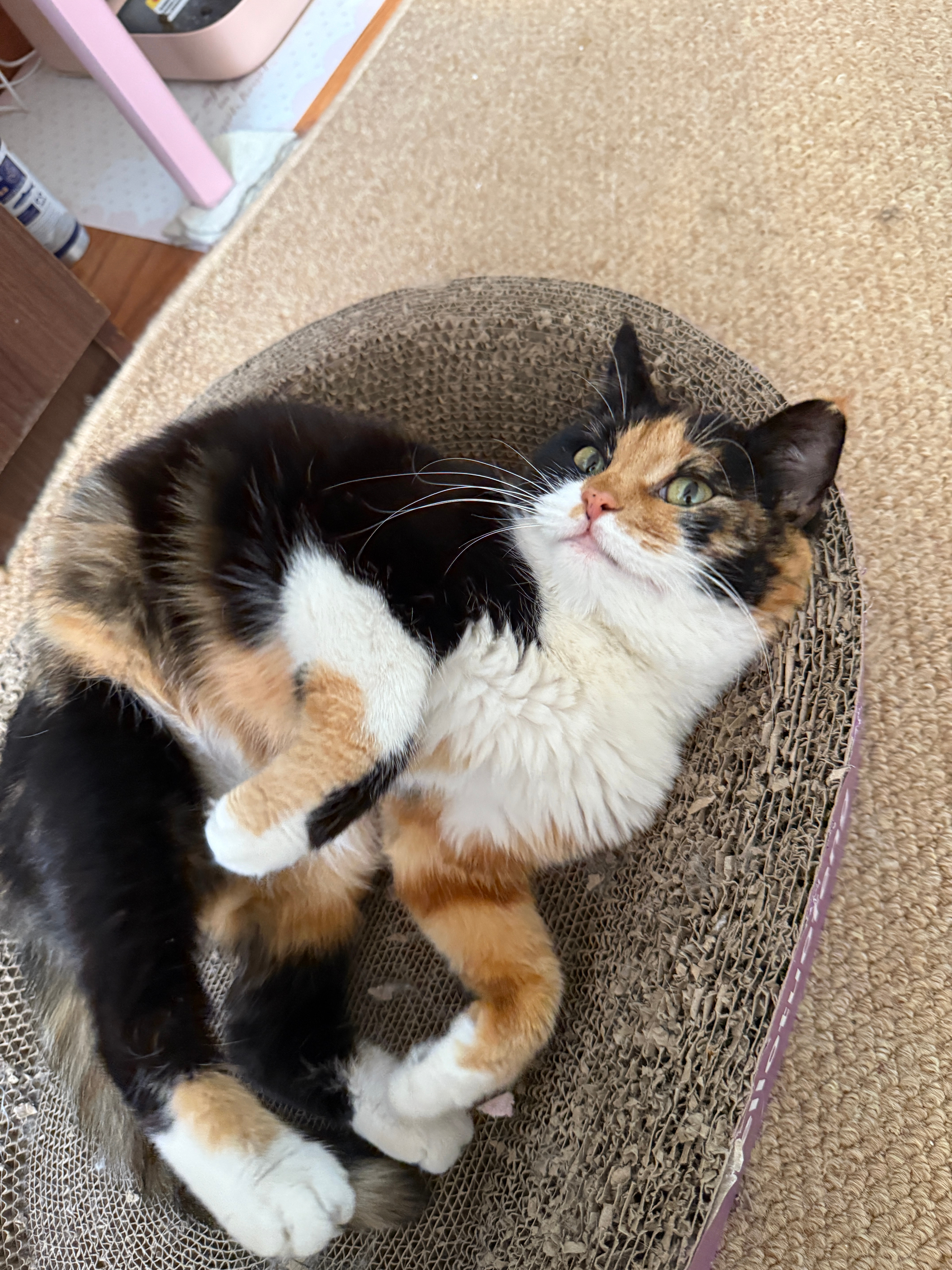 好想我的肖茂…都快一个星期没见了