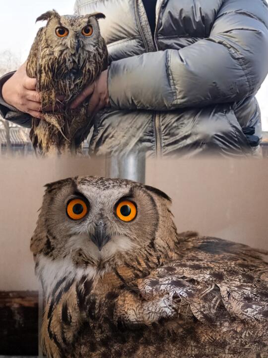 后海捞上来的“落汤鸡”猫头鹰，现在怎么样啦？