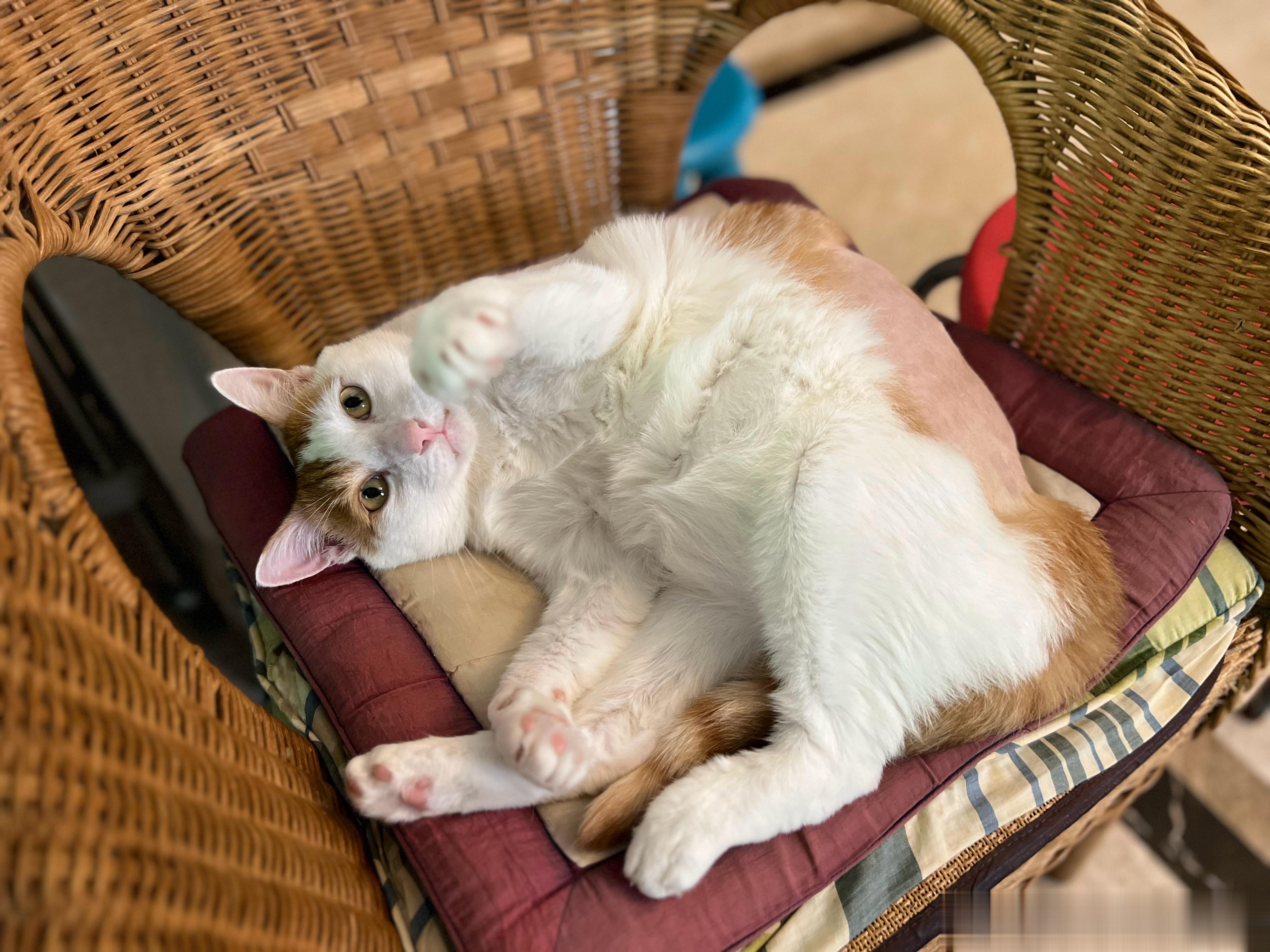 猴猴，别睡了，我要吃红烧牛肉面[怒骂] ​​​