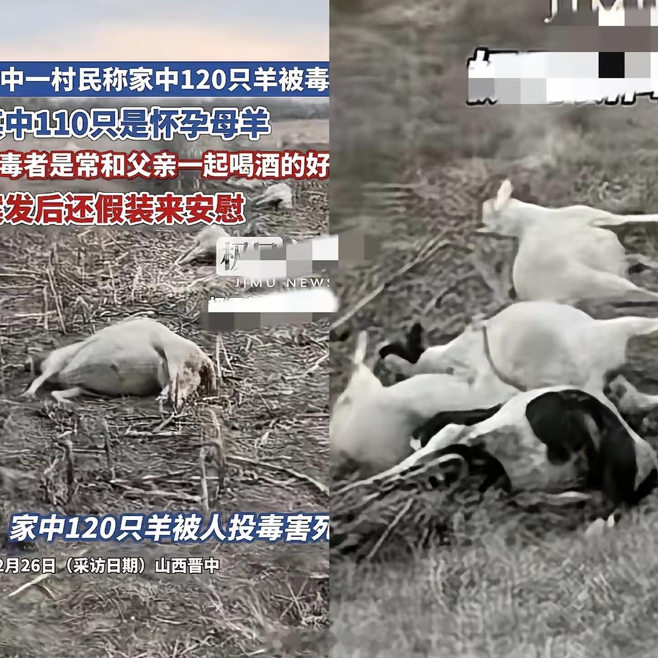警方回应村民120只羊被好友毒死虽说城市里人际关系冷漠，但像这样无底线的事很少；
