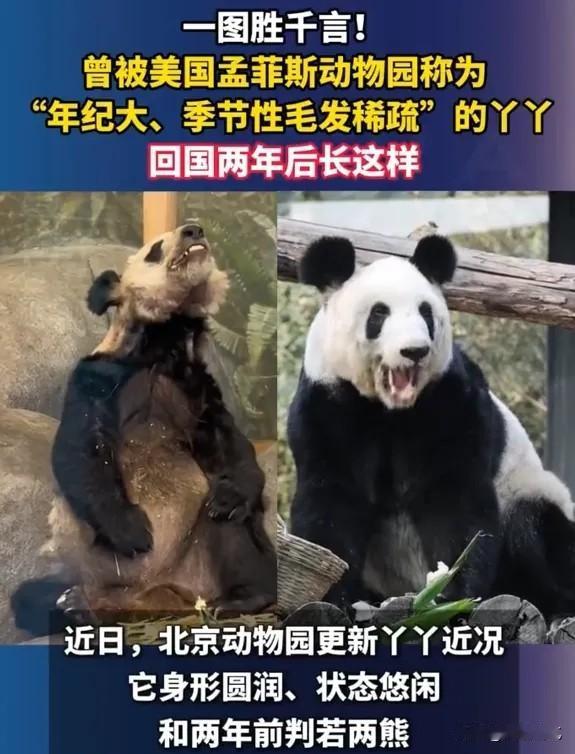 有网友调侃，在美国，熊猫都逃脱不了斩杀线。
2003年，熊猫丫丫和乐乐被租借到了