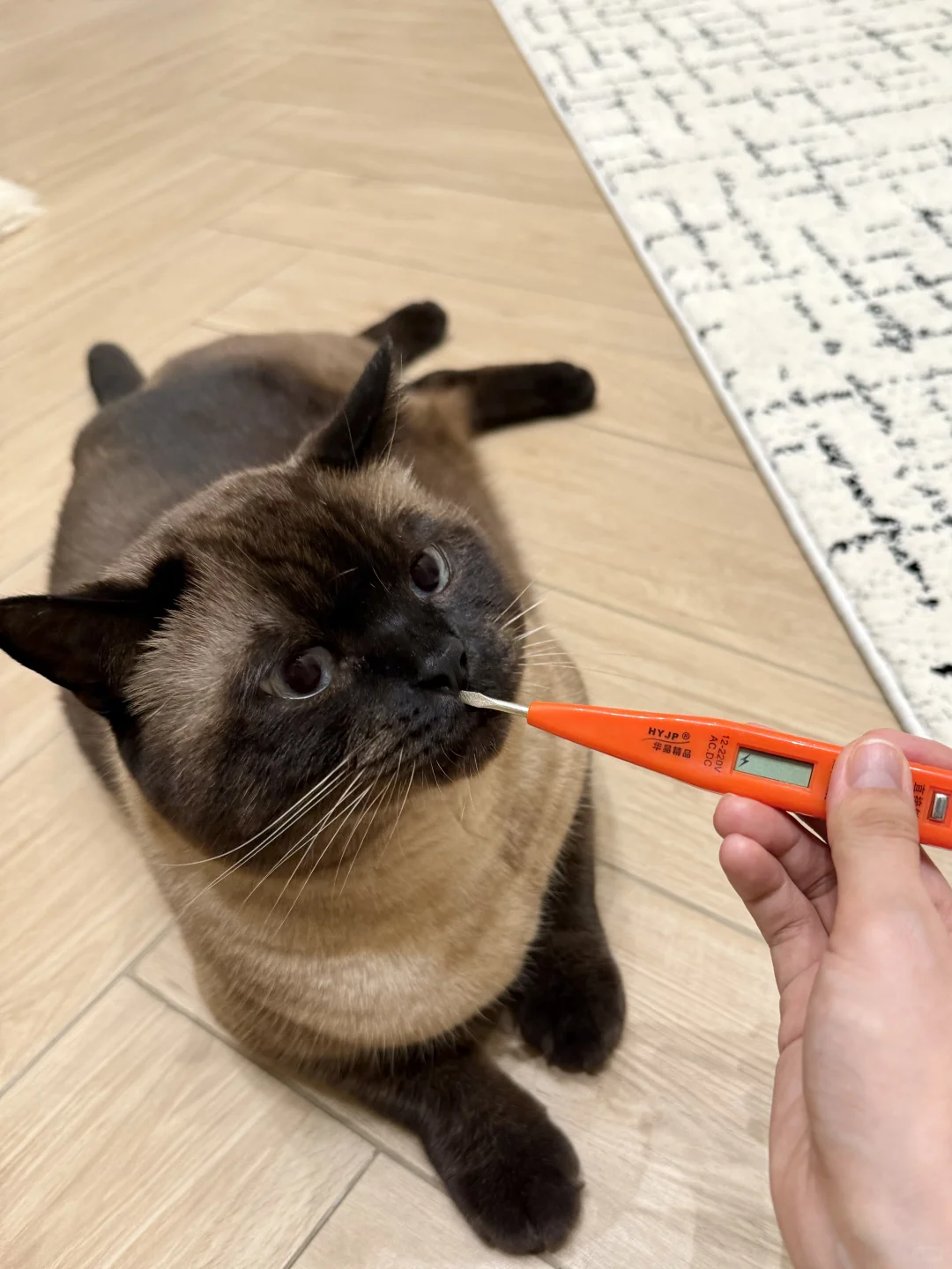 小猫为什么会有电🤔太好了是皮卡丘⚡