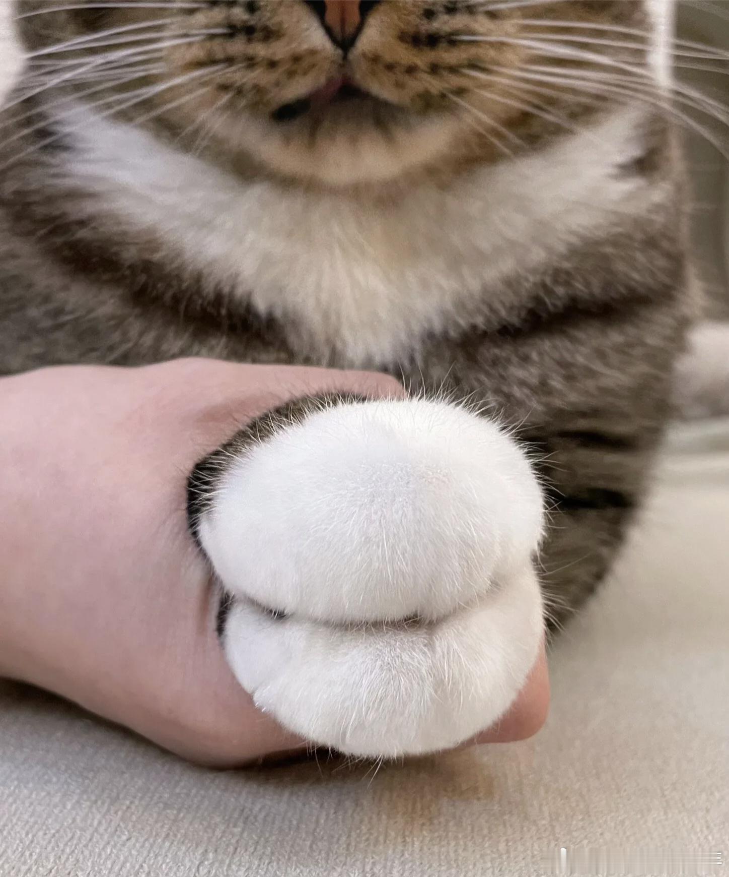 小猫的爪子其实是山竹原来小猫藏在毛里的小爪子，根本不是jiojio，是四颗软糯香
