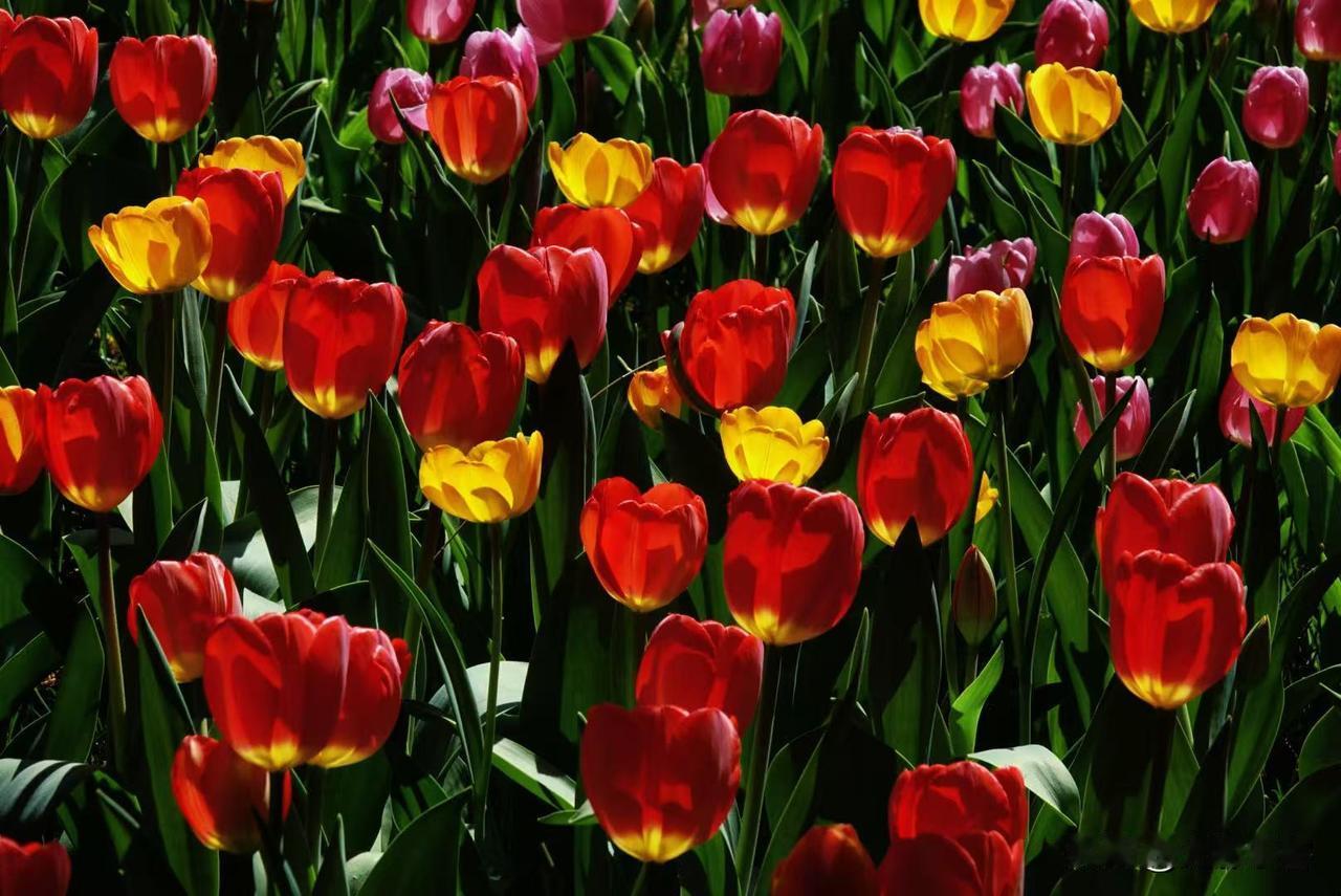 我喜欢在这样的光线下拍郁金香，感觉每一朵郁金香花在阳光的照射下似乎是一个个点燃的