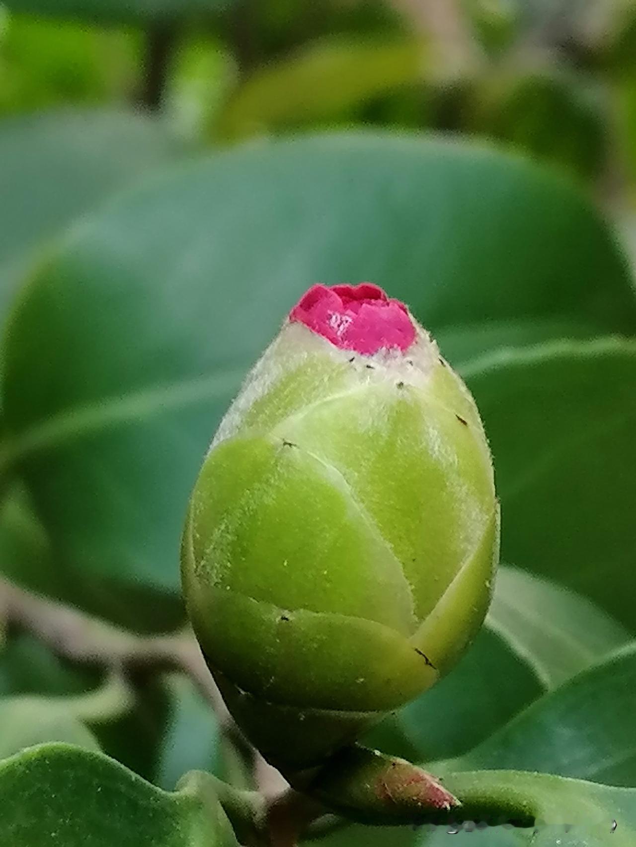 晒晒你随手拍的花朵