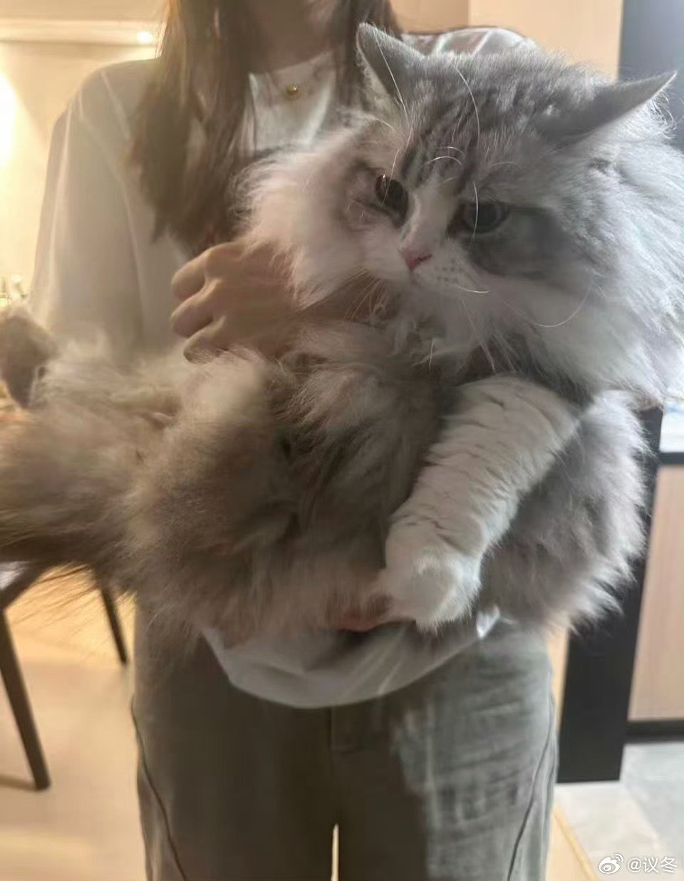 无畏的猫真的太太太大了 无畏的猫体型突破想象，别人家猫软萌它直接霸气侧漏，这反差