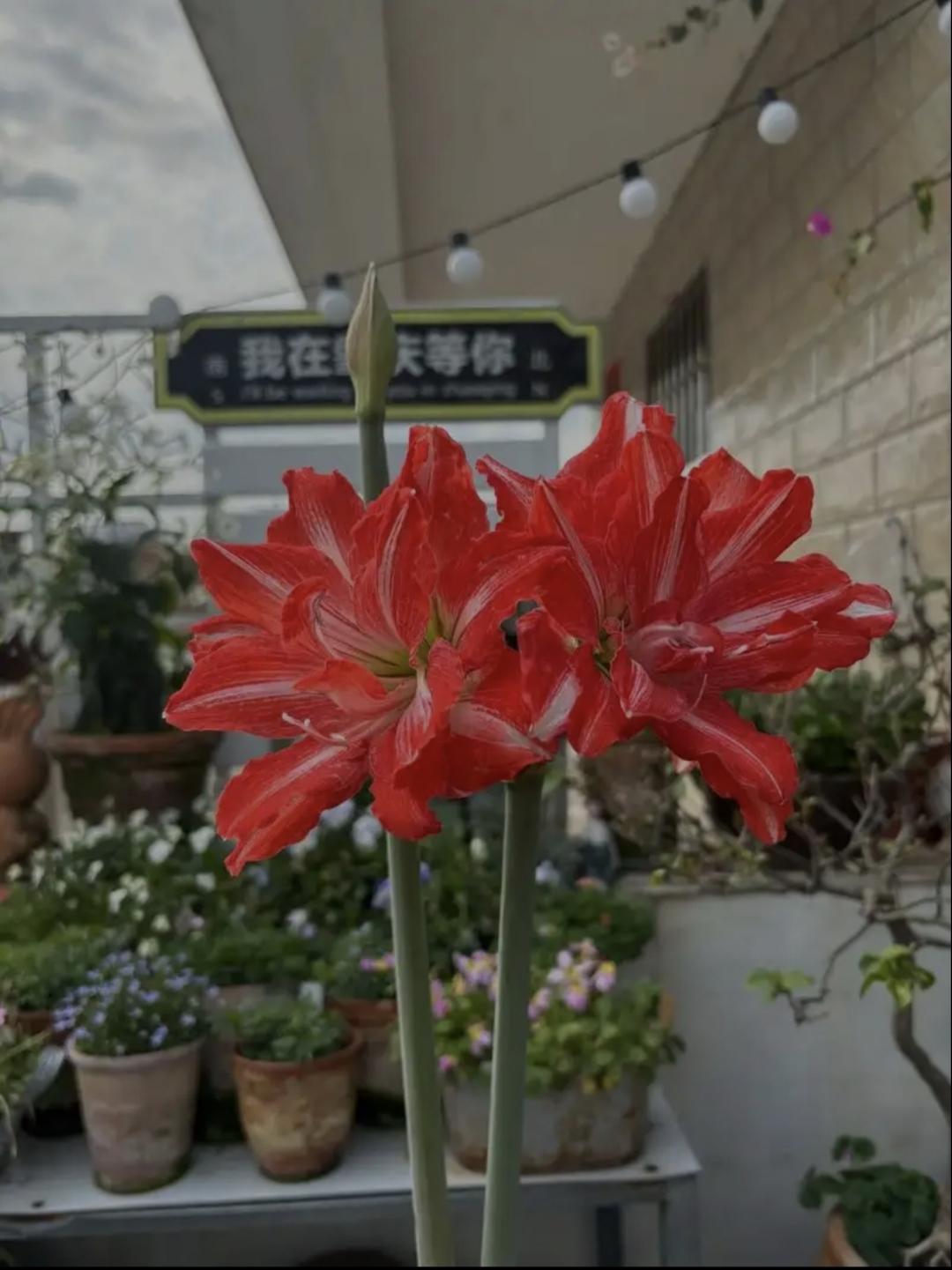 朱顶红开完花，需要剪掉叶子吗？

有人说朱顶红开完花要剪掉叶子，也有人说不剪，到